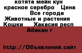 котята мейн кун, красное серебро › Цена ­ 30 - Все города Животные и растения » Кошки   . Хакасия респ.,Абакан г.